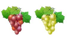 Vine Stock Photo Vine Stock Photo