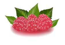 Raspberries With Leaves. Royalty Free Stock Photography Raspberries With Leaves. Royalty Free Stock Photography