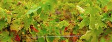 Grape Vine Stock Image Grape Vine Stock Image