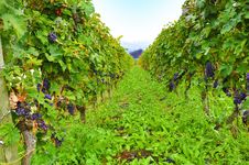 Green Vineyard Royalty Free Stock Image Green Vineyard Royalty Free Stock Image