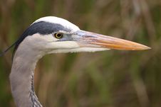 Great Blue Heron Royalty Free Stock Images