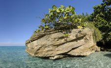 Rock With Vegetation On Cuban Shore Stock Image Rock With Vegetation On Cuban Shore Stock Image
