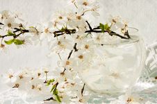 Stll-life With Blooming Apple Tree Royalty Free Stock Image