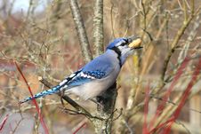 Blue-jay Royalty Free Stock Photos Blue-jay Royalty Free Stock Photos