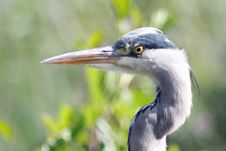 Heron Royalty Free Stock Photography Heron Royalty Free Stock Photography