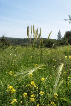 Wild-growing Cereals On Green Meadow Stock Photos Wild-growing Cereals On Green Meadow Stock Photos