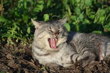 Yawn Cat Royalty Free Stock Images
