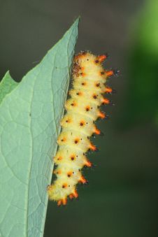 Butterfly Caterpillar (Zerynthia Polyxena) Stock Image Butterfly Caterpillar (Zerynthia Polyxena) Stock Image