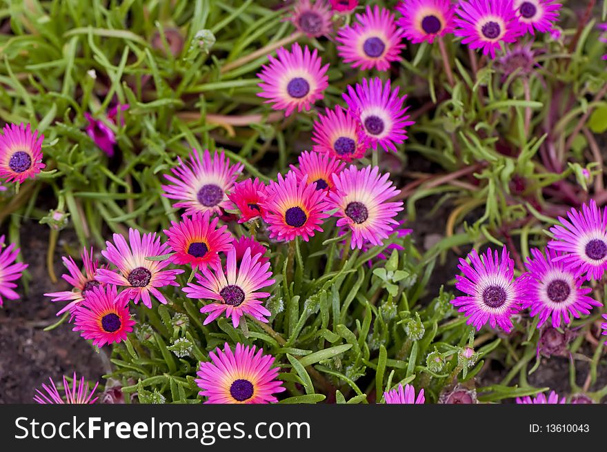 Pink Gazania flower close up background, shallow DOF