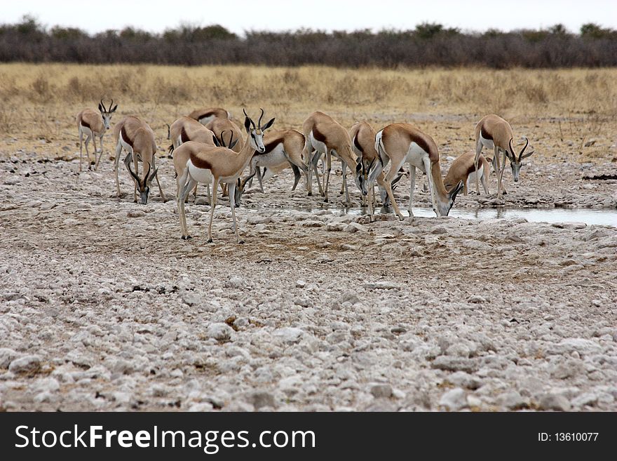 Group of Black Faced Impala