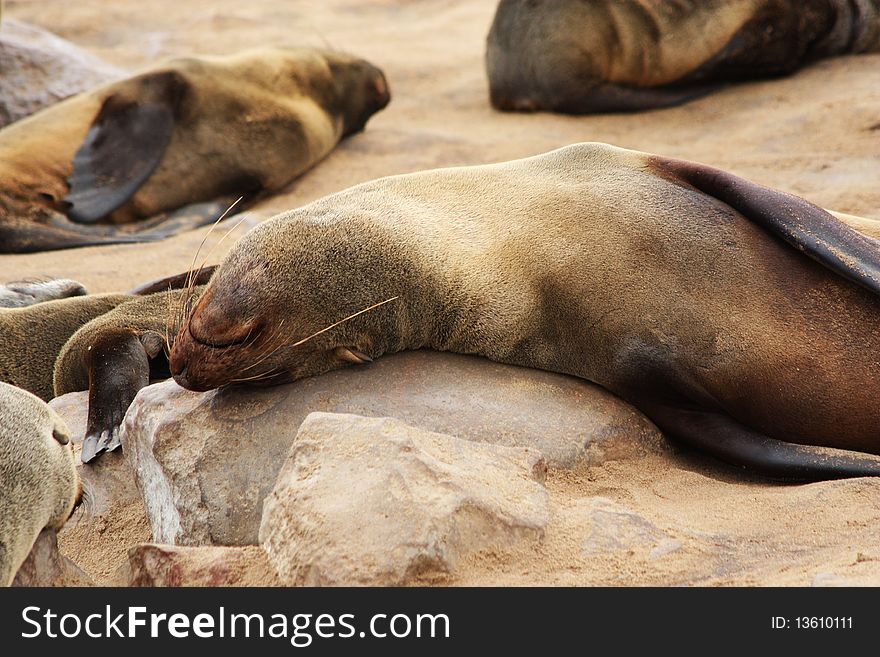 Brown Fur Seal (Arctocephalus Pusillus)