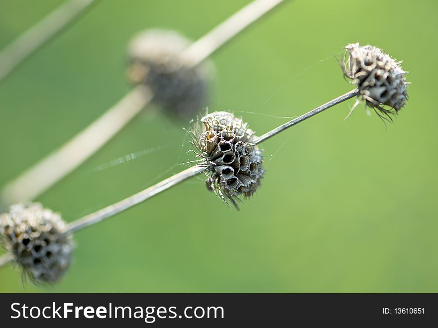 Close up of dried plants on green background