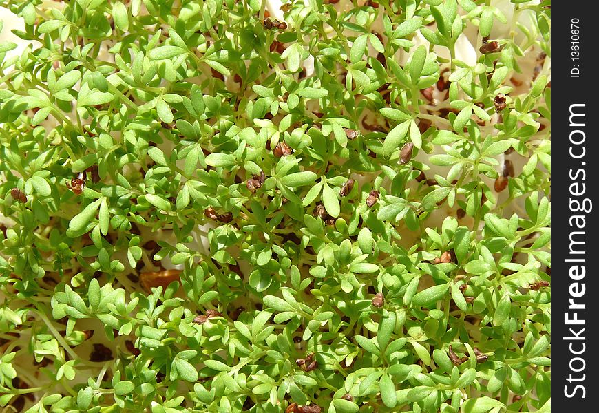 Fresh new watercress - Aroma for salads