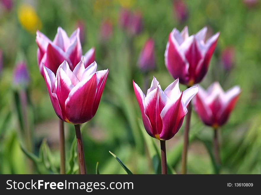 Violet tulips in spring garden