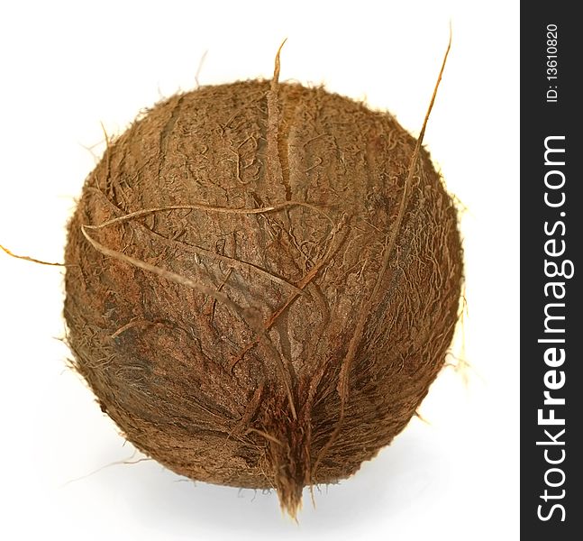 Nut of coconut palm, isolated. Nut of coconut palm, isolated