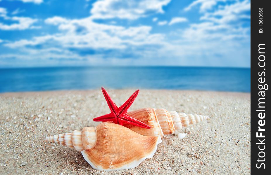 Shells and Starfish on a Beach