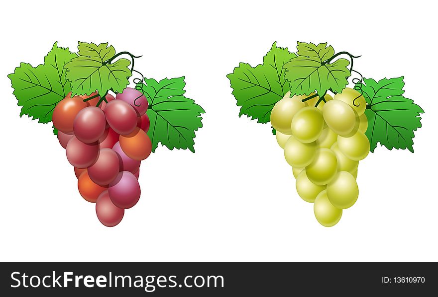 Illustration of clusters of vine on a white background