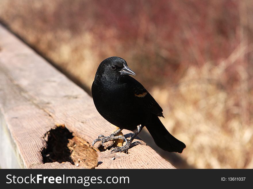 Red-winged Blackbird Male On Rail