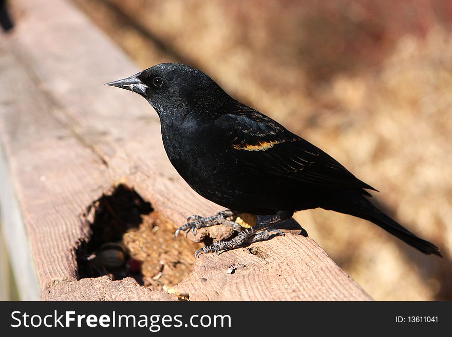 Red-winged Blackbird Male Profile On Rail
