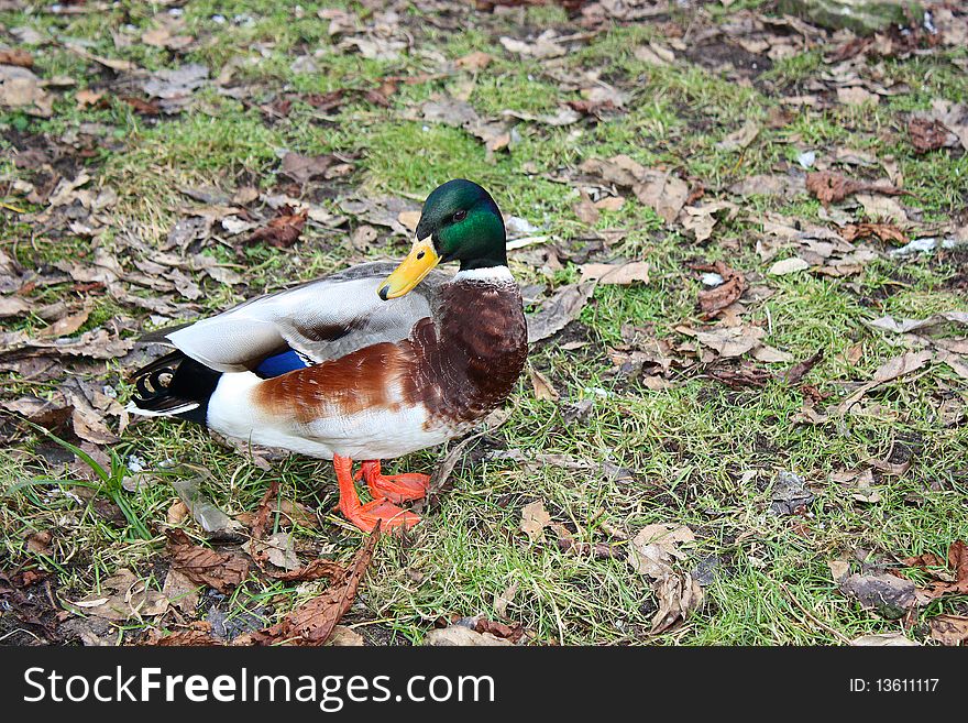 Wild Duck - Mallard