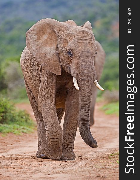 Two young elephants walk towards the photographer. Two young elephants walk towards the photographer