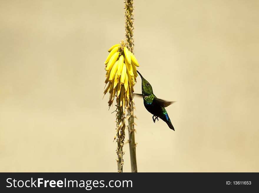 Hummingbird flying and taking the nectar from a flower. Room for text.