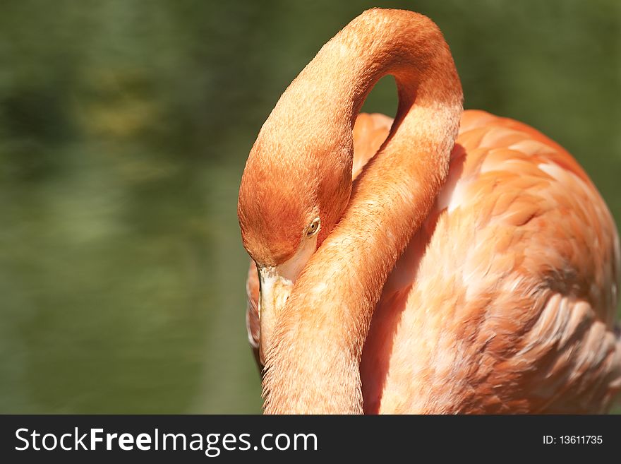 Pink flamingo resting from Nassau Bahamas