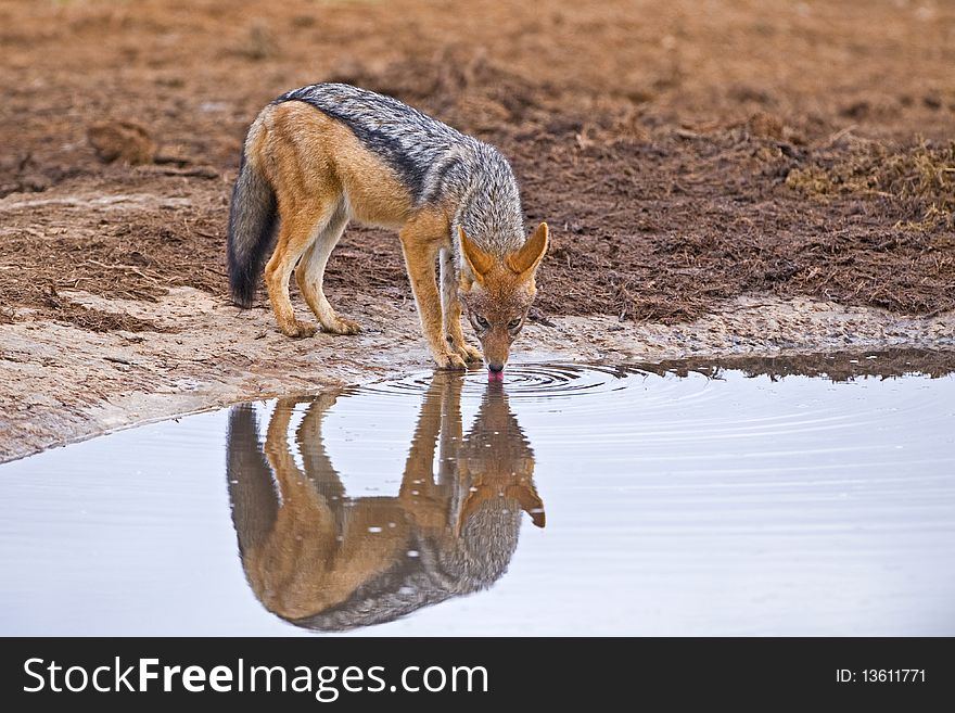 A young Jackal is caught drinking at the Waterhole. A young Jackal is caught drinking at the Waterhole