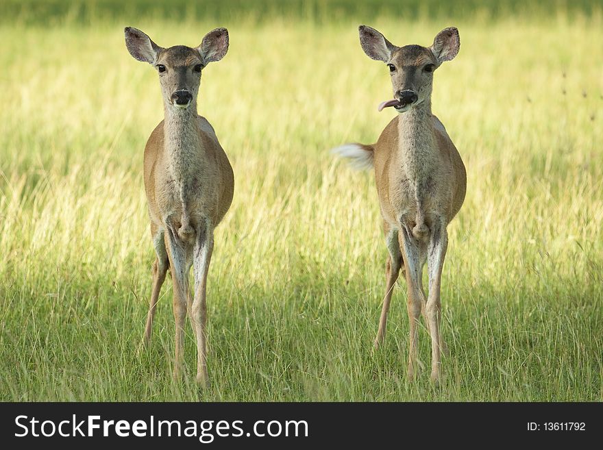 Composite of a similar fawn blowing a raspberry. Composite of a similar fawn blowing a raspberry