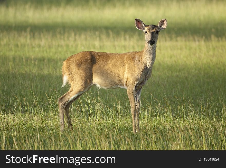 Fawn standing in the long grass from St Thomas US Virgin islands. Fawn standing in the long grass from St Thomas US Virgin islands