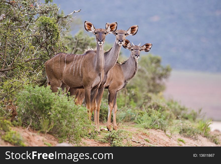 Three young Kudu caught staring at the photographer. Three young Kudu caught staring at the photographer