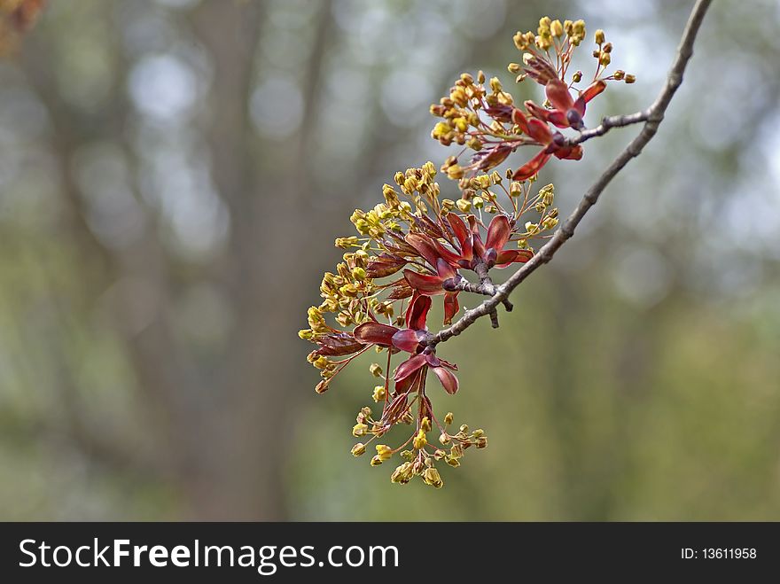 Blooming maple tree twig in early spring against blurred background. Blooming maple tree twig in early spring against blurred background.