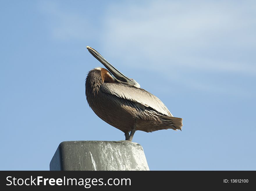 Brown pelican standing proudly with blue sky as a background. Brown pelican standing proudly with blue sky as a background