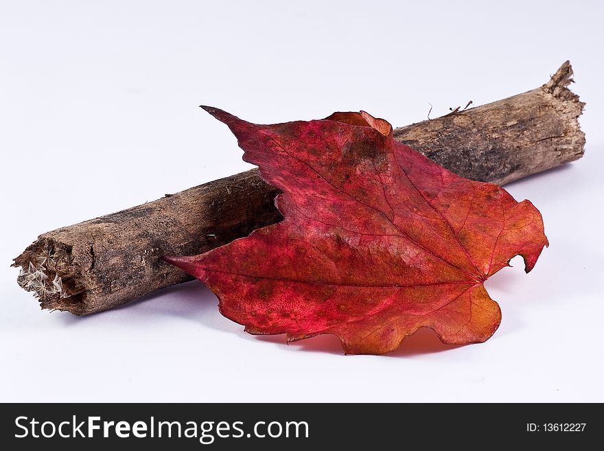 Red maple leaf with a piece of wood on white underground. Red maple leaf with a piece of wood on white underground