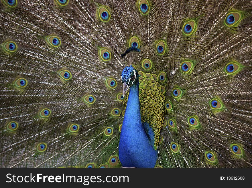 A beautiful male peacock showing off his tail feathers