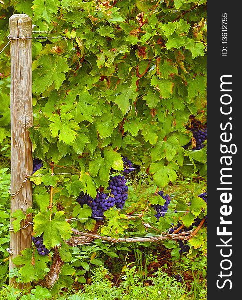 Grapes hanging from vines in vineyard. Grapes hanging from vines in vineyard