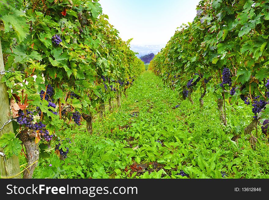 italian green vineyard with grape