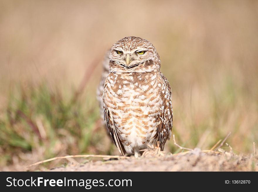 A Burrowing Owl (Athene cunicularia) looking very angry.