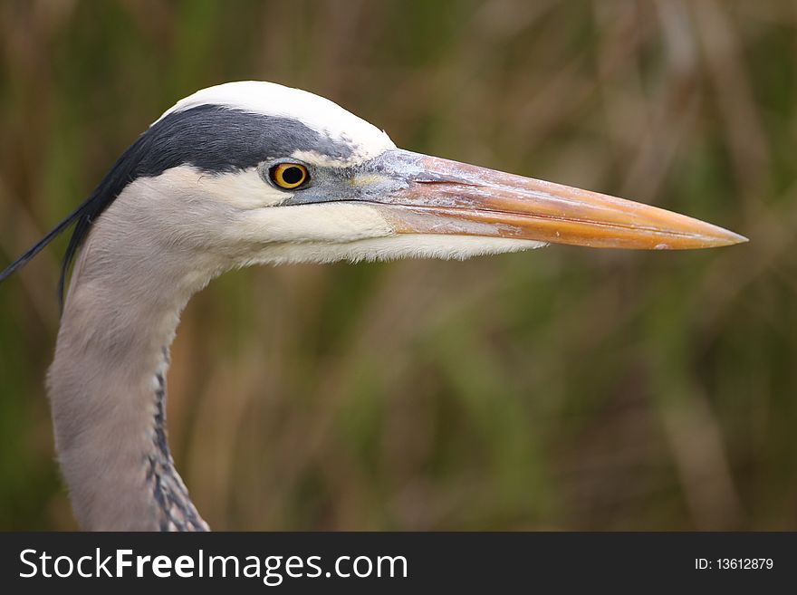 A close-up of a Great Blue Heron at Anhinga Trail, Florida.