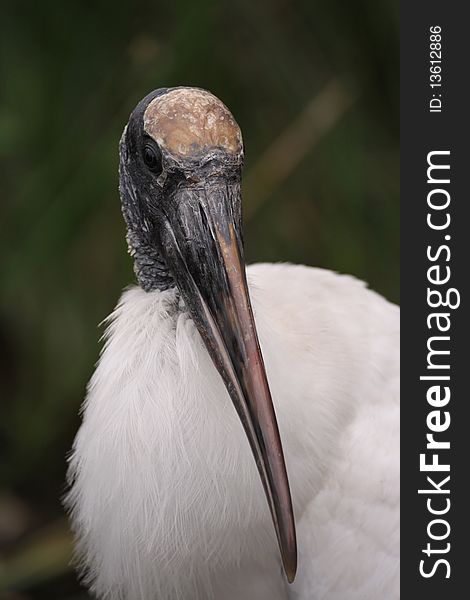 A wood stork at Anhinga Trail, Florida.