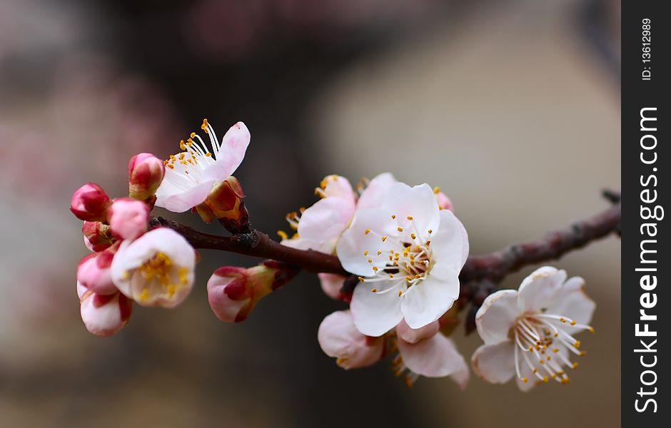 The apricot blossoming in spring---. The apricot blossoming in spring---