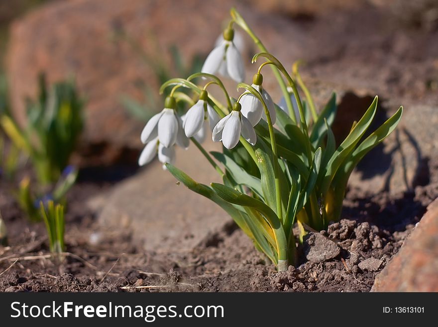 Beautiful flowers of snowdrops blooming in early spring