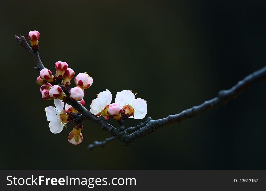 Flowers of apricot on a black background.