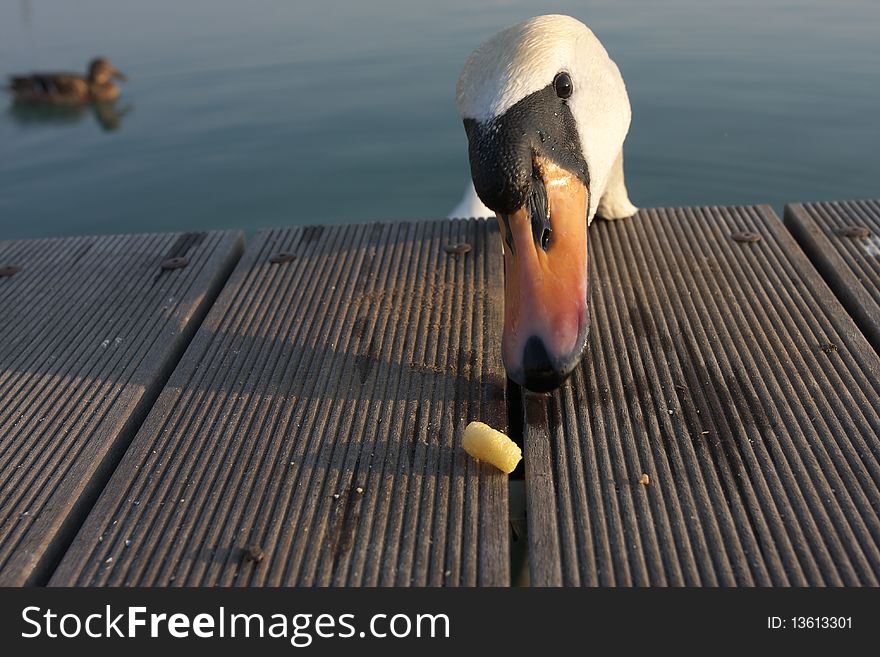 Hungry Swan