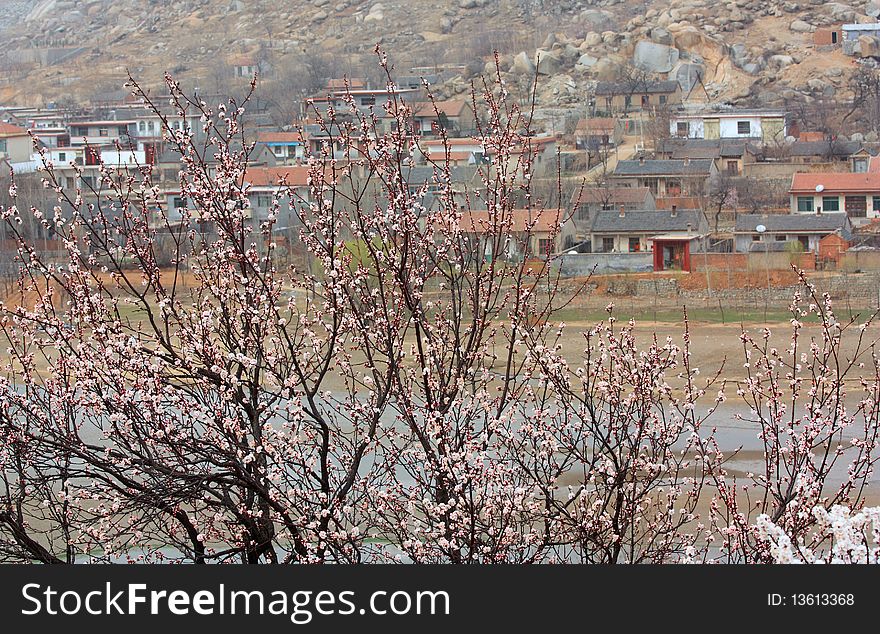 Apricot Blossom In Spring
