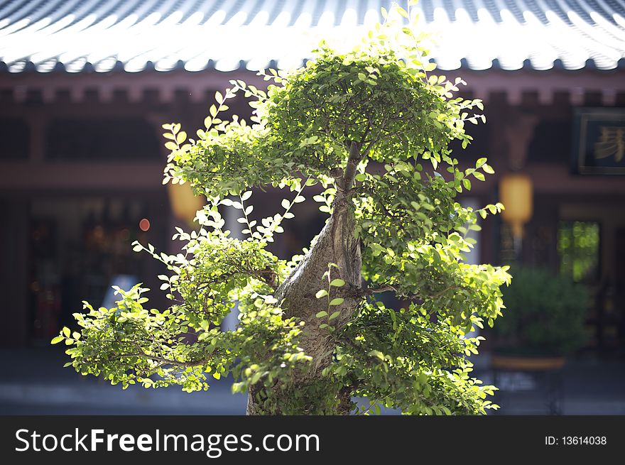 Potted plant in a Chinese temple