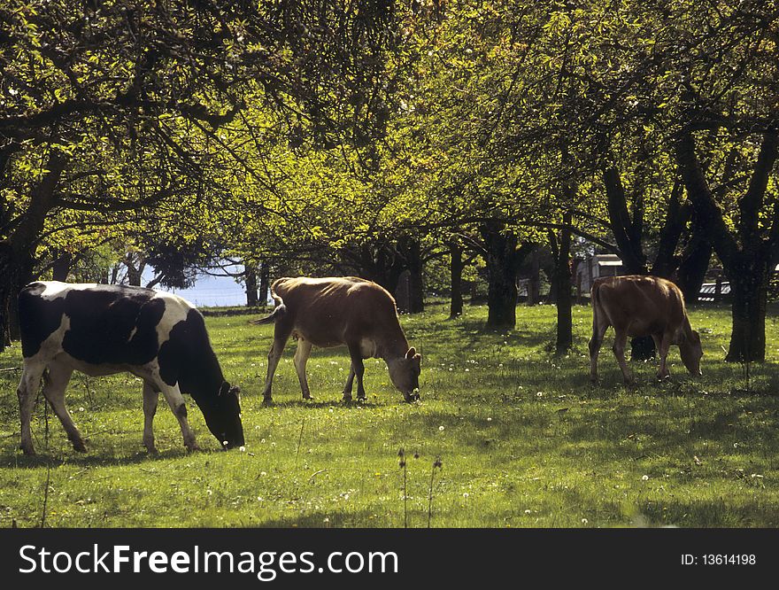 Three Cows Grazing In Orchard