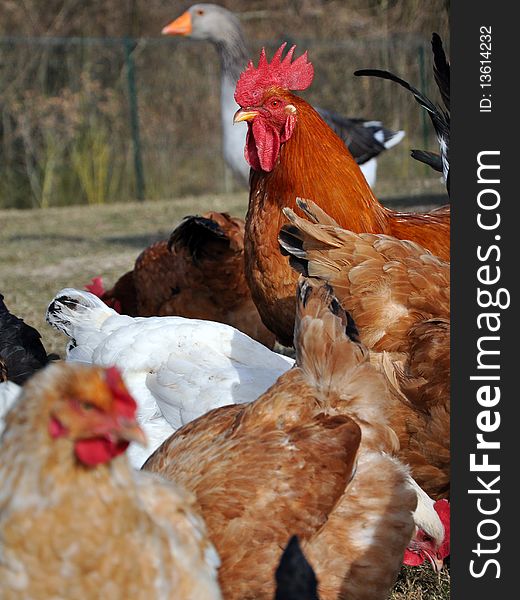 A rooster with his hens in a farmyard. A rooster with his hens in a farmyard