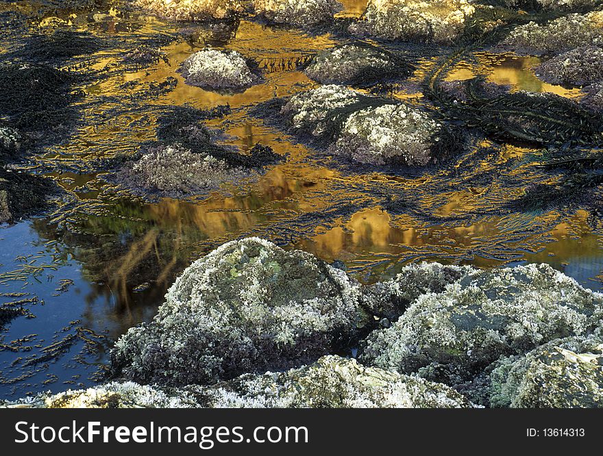 Tide pools, rocks and reflections in the water, seaweed. Tide pools, rocks and reflections in the water, seaweed