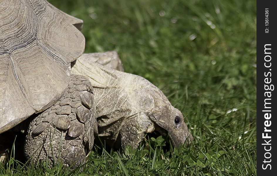 Tortoise with a big mouth feeding on grass. Tortoise with a big mouth feeding on grass